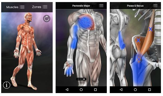 Muscle Trigger Point