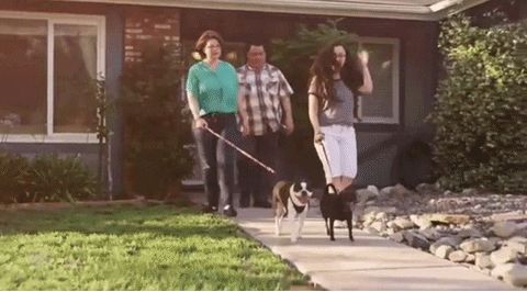 dog walking